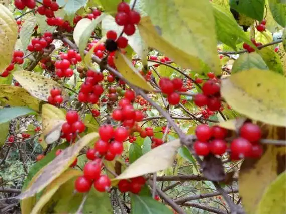 红叶子果实能吃吗_红叶树上的红果子能吃吗 - 乐享生活 - 阿奇号