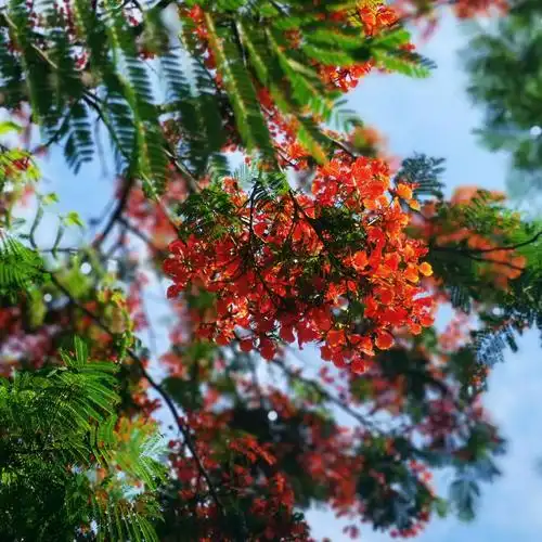 春天的花开27:凤凰木,别名凤凰花,火树,红花楹 - 吃风客