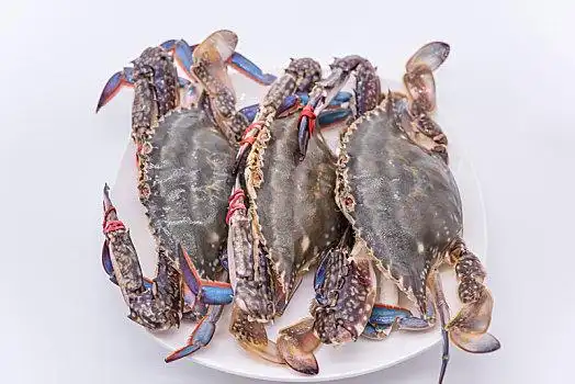 棚拍,新鲜,活的,梭子蟹