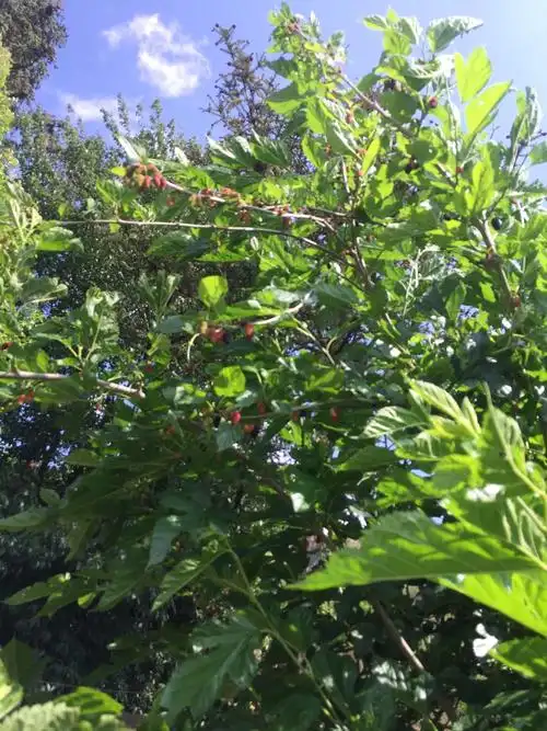 今天的惊喜一:满树的野桑葚,小颗小颗的,边摘边吃