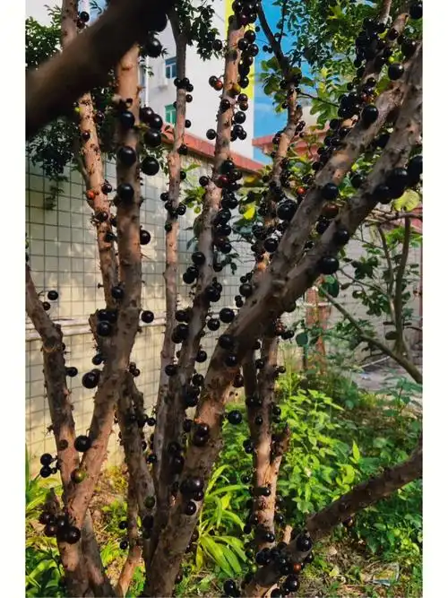 又叫树葡萄99 一种罕见的#水果口感酸甜 第一次吃 好奇的去百度可以