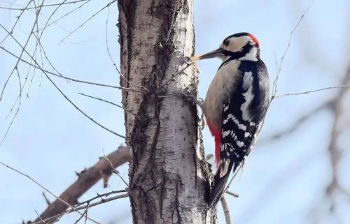 抓拍啄木鸟吃树虫的全过程.查看大图曝光:manual exposure光圈:f6.