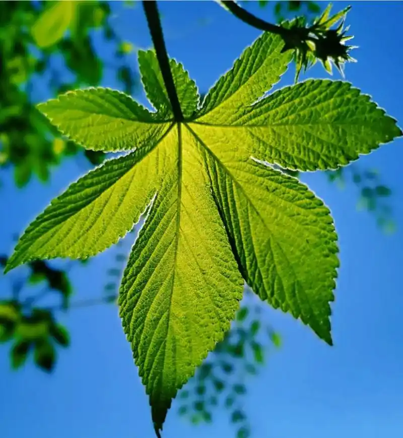 春天的树叶,美味又健康,你吃过几种呢? 1.柳树芽:凉拌,煎炒  2.