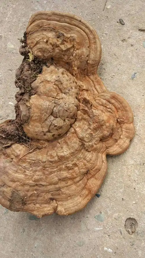 中医说是有毒的不能吃也不能用药,我在网上查了好像是树舌灵芝,可以