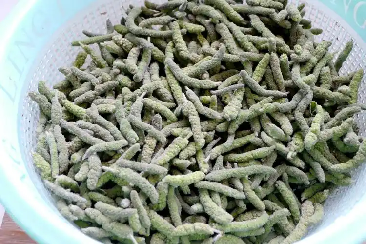 楮桃树上像桑葚一样的"毛毛虫"你吃过吗?别说,还真好吃