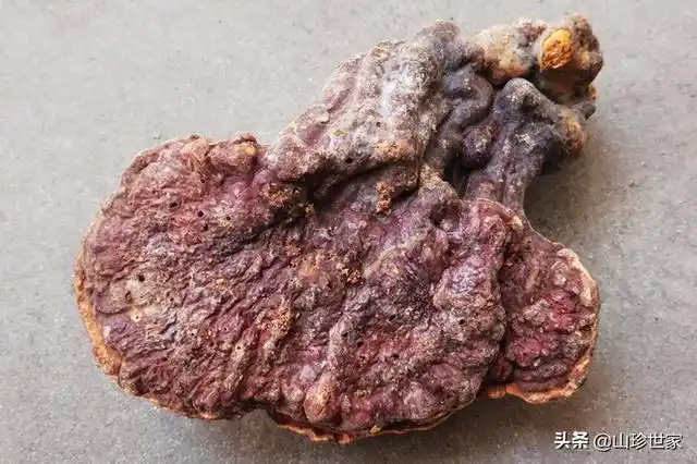 不能吃的树舌灵芝图片有毒吃了有毒的树舌灵芝会怎样