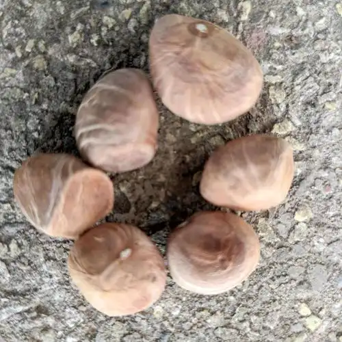 发财树的果实,可以吃,有点花生味