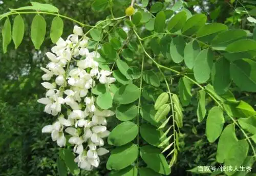 农村的槐树花,你有吃过吗?甜甜的