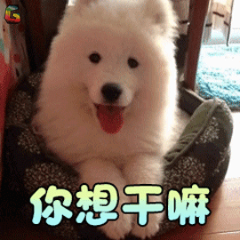 萌宠gif狗gif萨摩亚gif你想干嘛gif搞怪gifsoogifgifsoogif出品gif