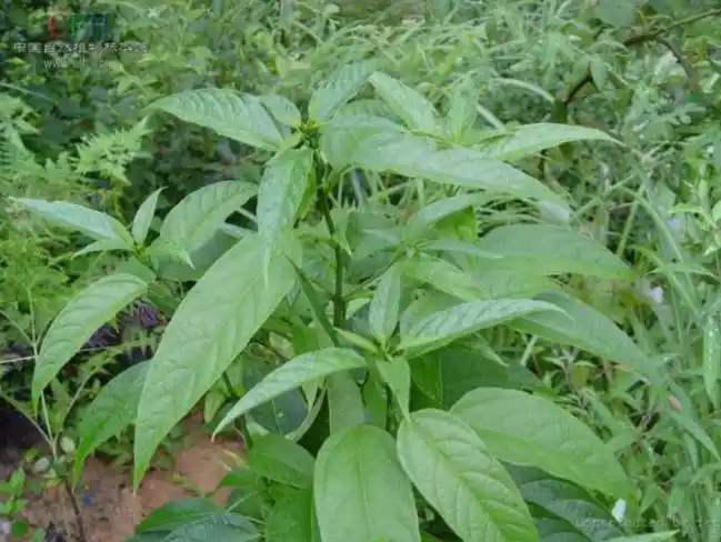 在温州苍南县的山村里这种树叶可以做汤吃叫什么名字?