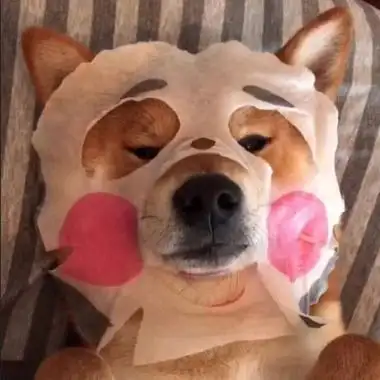 哈士奇头像高清搞笑图片微信狗狗头像大全