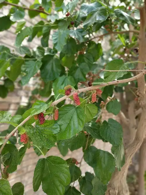 路边的桑树,现在是吃桑葚的季节